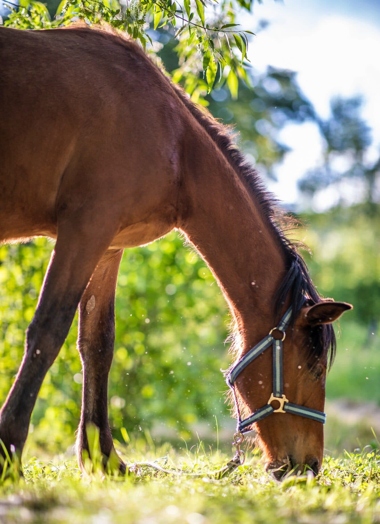 Lovas edzés a Nomád Bár lovasudvarában